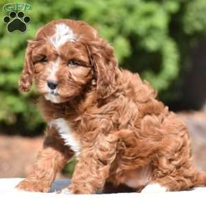 June, Cavapoo Puppy